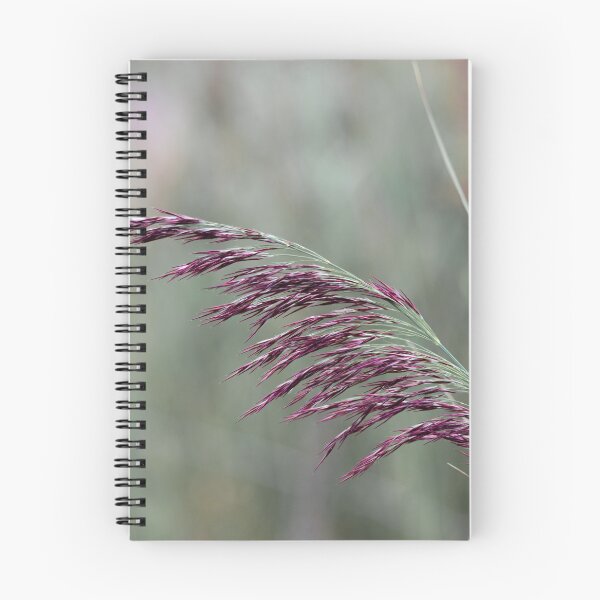 Item preview, Common reed flower stalk designed and sold by Karrakunga.