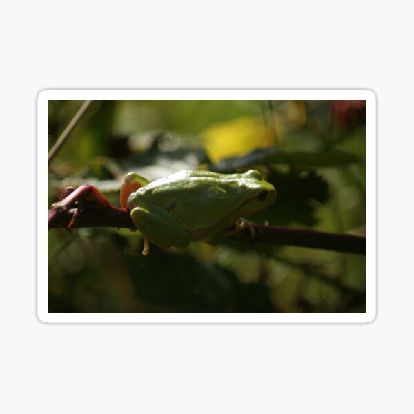 European Tree Frog Sticker