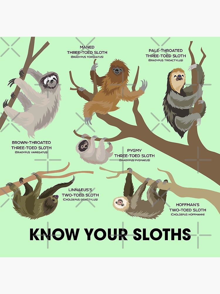 Know Your Sloths by PepomintNarwhal