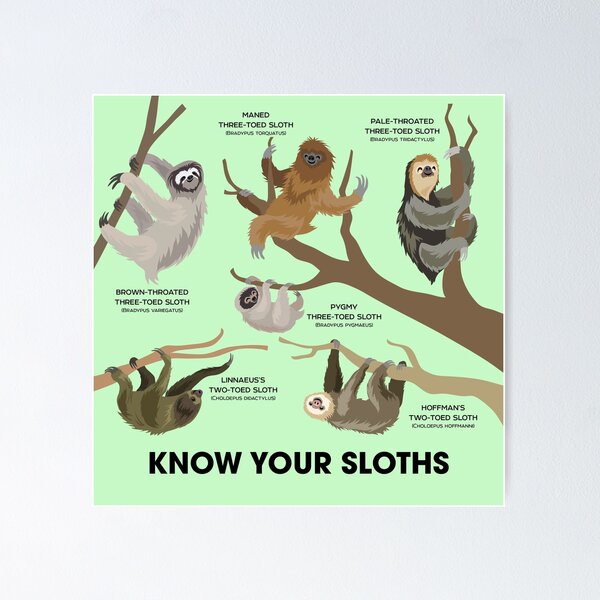 Item preview, Know Your Sloths designed and sold by Peppermint Narwhal.