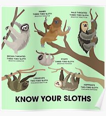 Know Your Sloths Poster