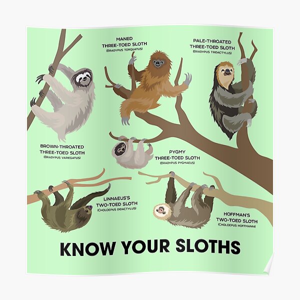 Know Your Sloths Poster