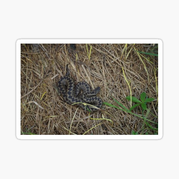 Adder Sticker