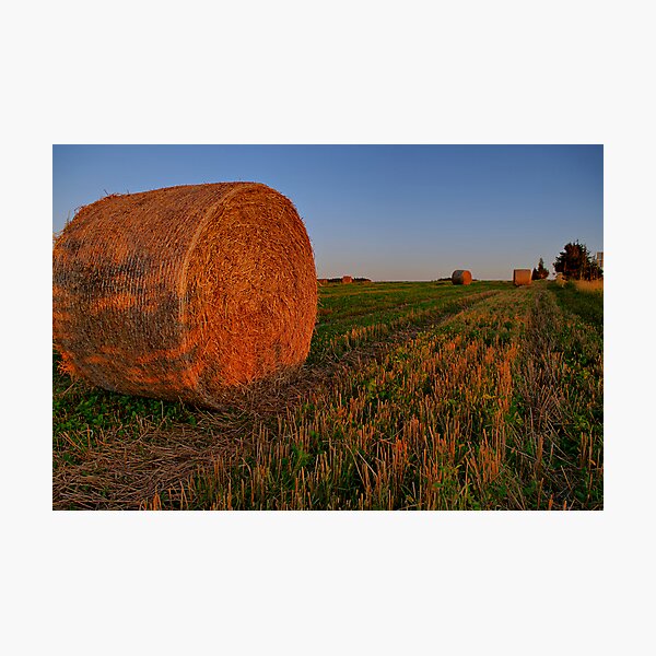 Item preview, Golden Bales designed and sold by Spencer Dove.