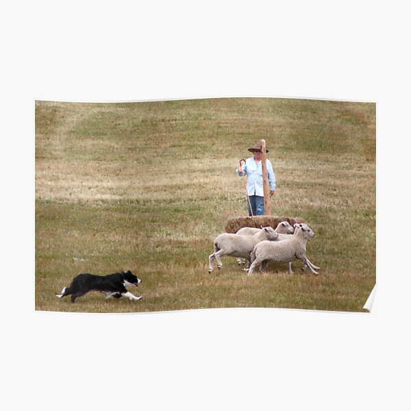 Stock Dog Challenge Poster
