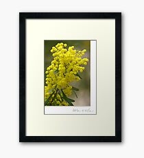 Wattle Framed Print