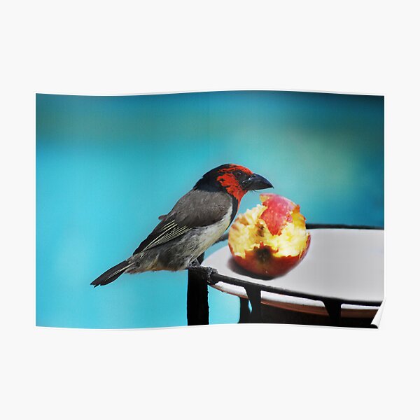 Blackcollared Barbet Poster