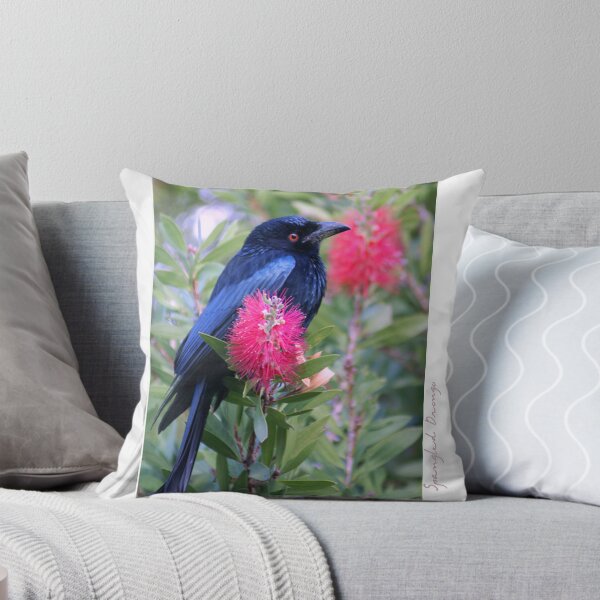 Item preview, Australian Birdlife - Spangled Drongo designed and sold by Holly Kempe.