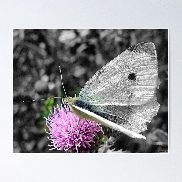 Item preview, Gossamer Wings! designed and sold by naturelover.