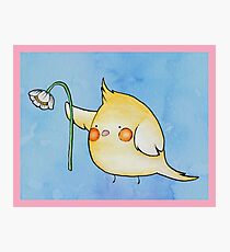 Cheeky the Cockatiel Photographic Print
