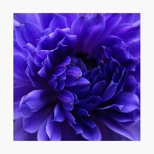 Flower in the Garden Photographic Print