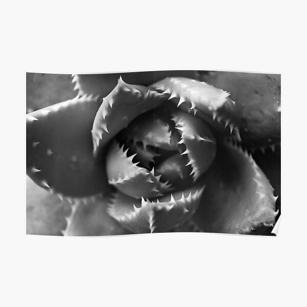 Succulent in the Garden Poster