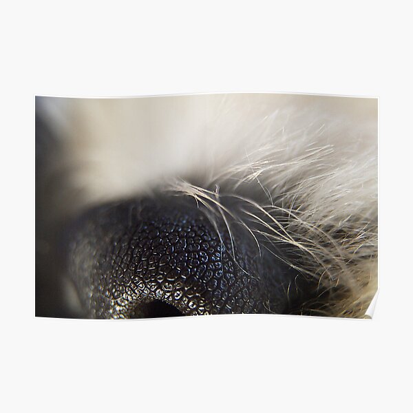 Nose on Dog Poster