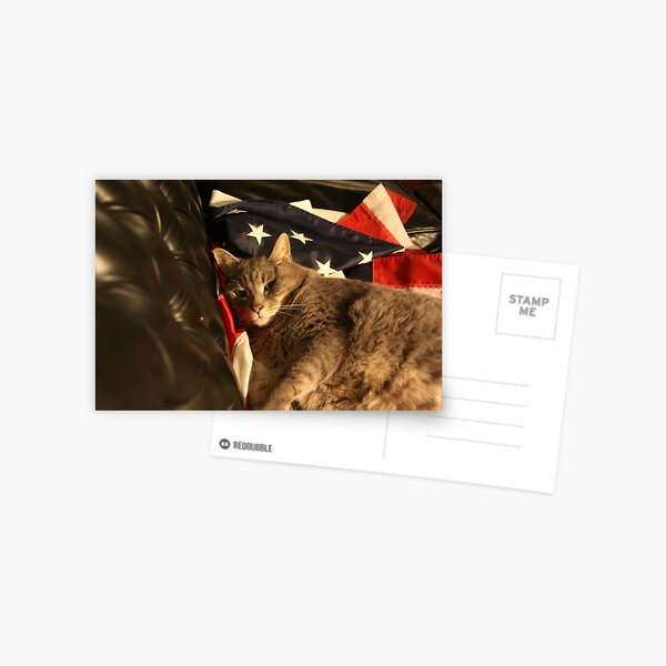 Carlos, American Feline Postcard