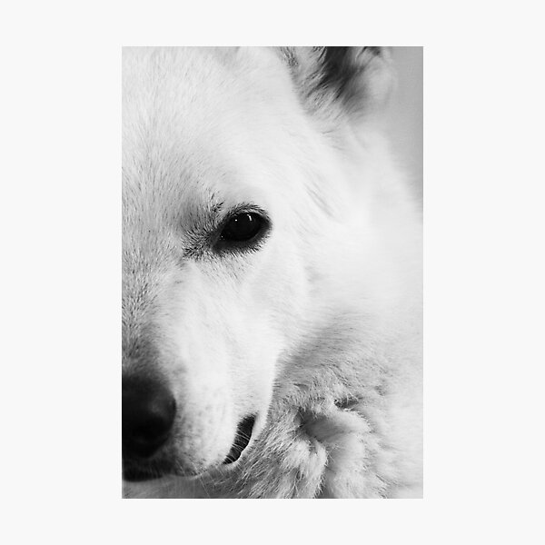 White German Shepherd Photographic Print