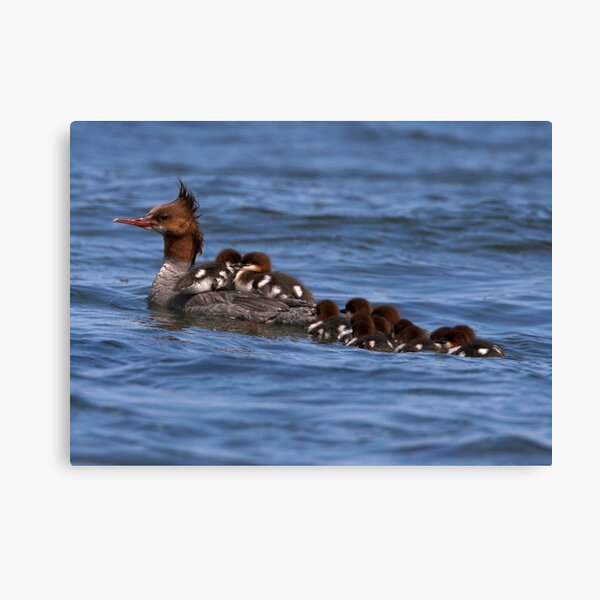 Hitching a Ride Canvas Print