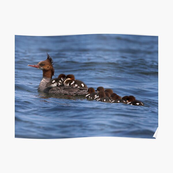 Hitching a Ride Poster