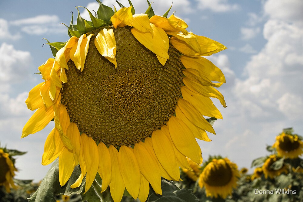 "Sunflower Droop" by Donna Wilkins Redbubble