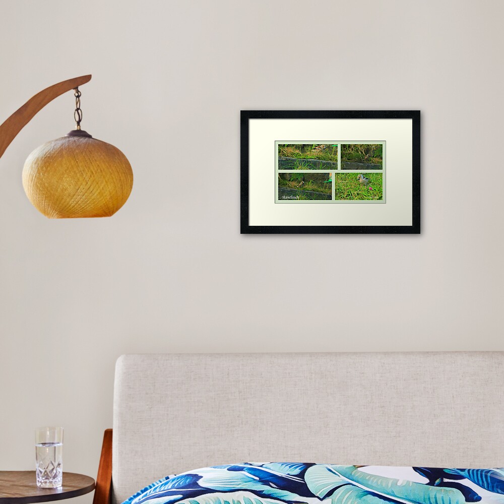 Hawfinch Drumbeg Framed Art Print