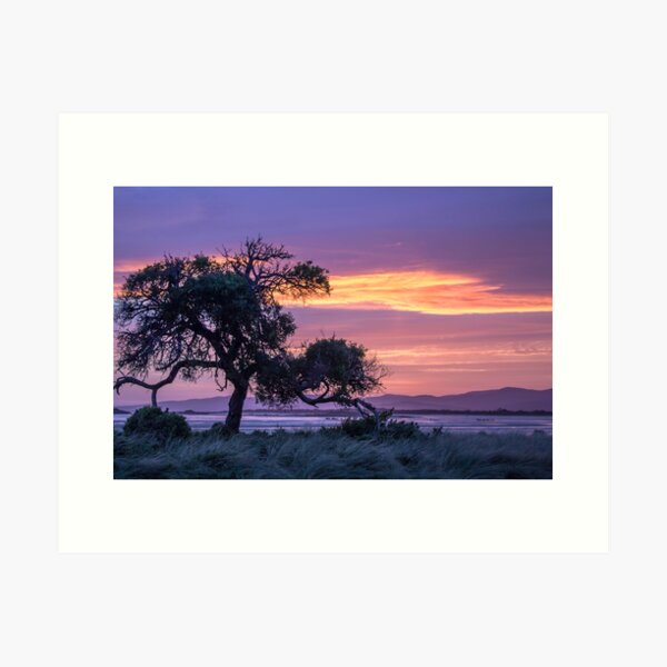 The Tree ~ at Sunset Art Print