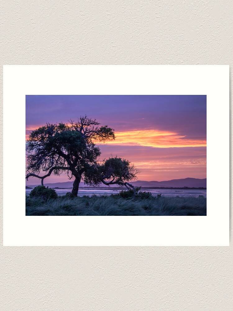 Thumbnail 1 of 3, Art Print, The Tree ~ at Sunset designed and sold by KimOgdenPhotos.