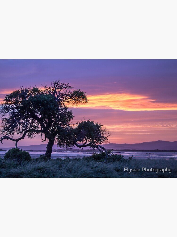 Thumbnail 3 of 3, Art Print, The Tree ~ at Sunset designed and sold by KimOgdenPhotos.