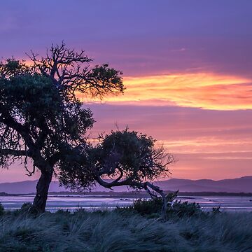 Artwork thumbnail, The Tree ~ at Sunset by Elysian Photography