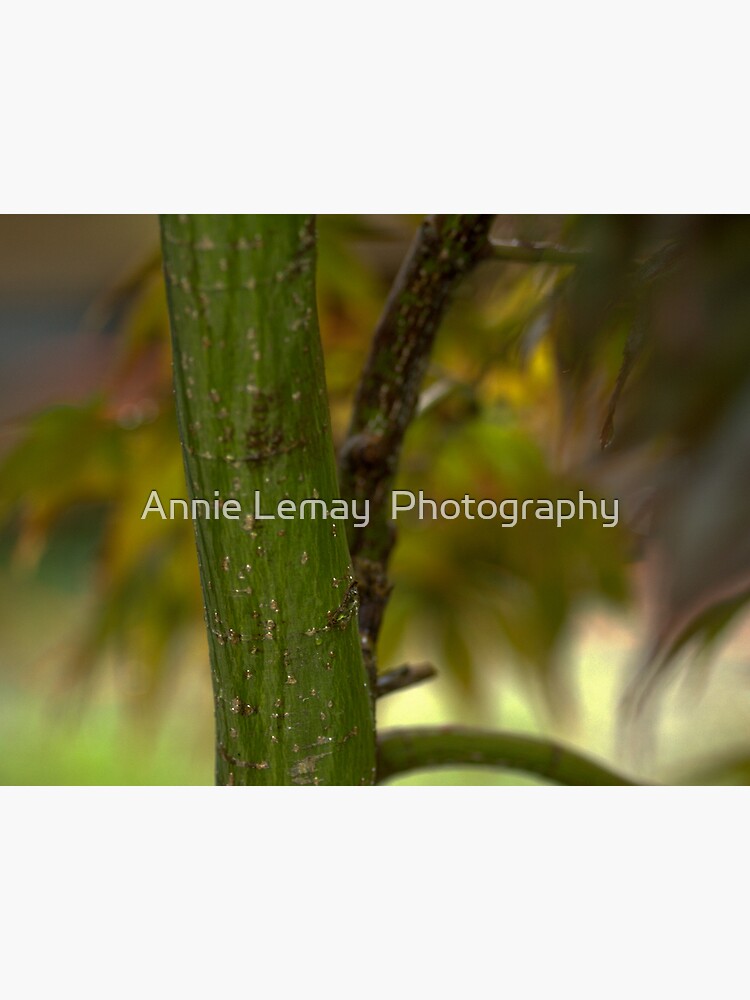 Everything is Beautiful by ajlphotography