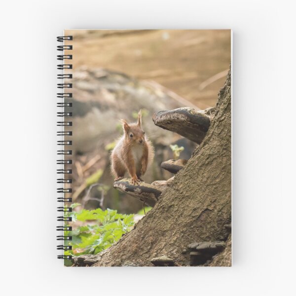 Item preview, Red Squirrel on Bracket Fungus designed and sold by Sue Robinson.
