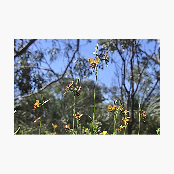 Item preview, A Donkey Orchid Group designed and sold by Michael Tapping.