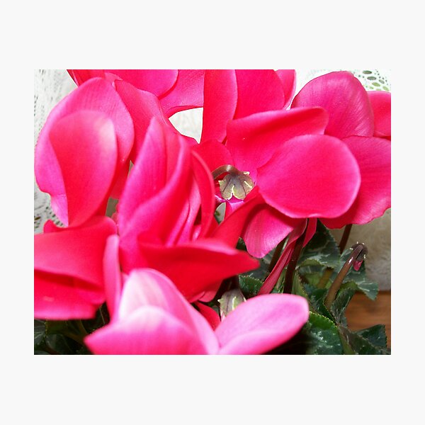 Cyclamen 1 Photographic Print