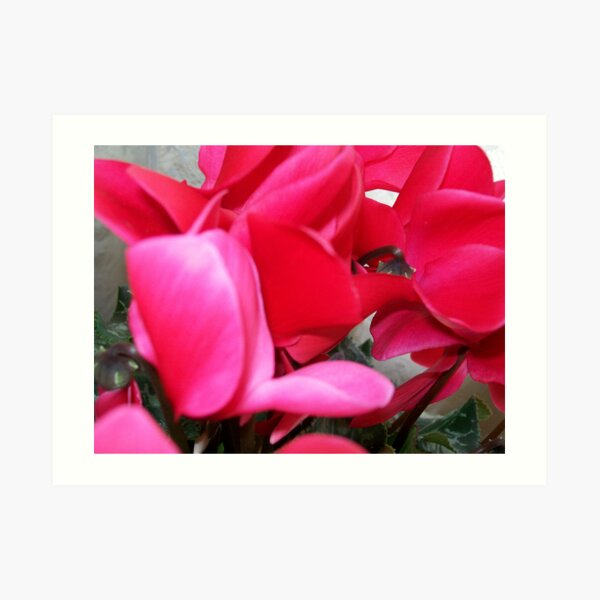 Cyclamen 2 Art Print