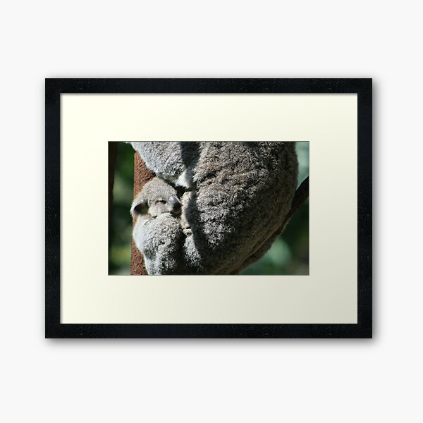 Currumbin Baby Koala Framed Art Print