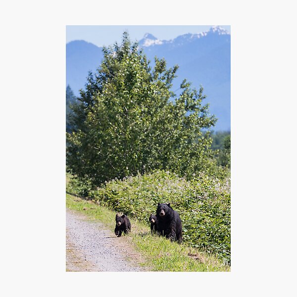Mom & Cubs Photographic Print