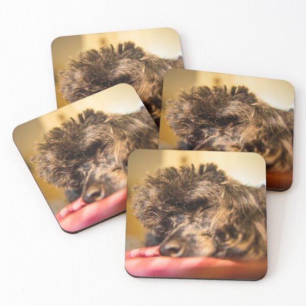 Item preview, Toy poodles nane Molly 2 designed and sold by KensLensDesigns.