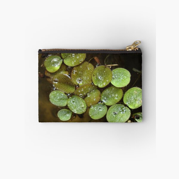 Item preview, Water Spangles (Salvinia) After the Rain designed and sold by May Lattanzio.