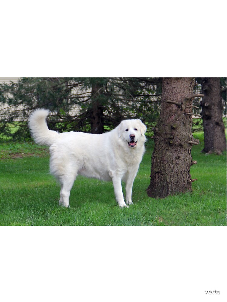 My Best Friend is Pyrenean Mountain Dog Messenger Bag
