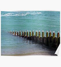 "Seventeen Seagulls . . Standing on the Groyne" Poster