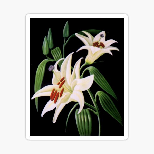 Lillies 99 - Oil painting by Avril Thomas - Adelaide / South Australia Artist Sticker