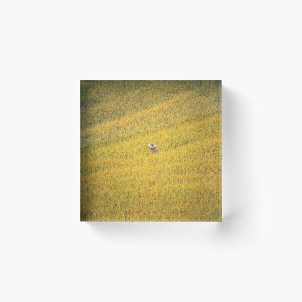 Item preview, Longsheng Rice Fields China in Fall designed and sold by distracted.