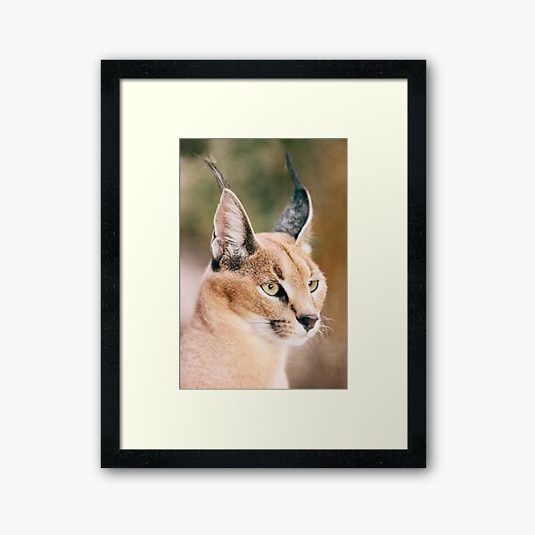 Caracal Framed Art Print