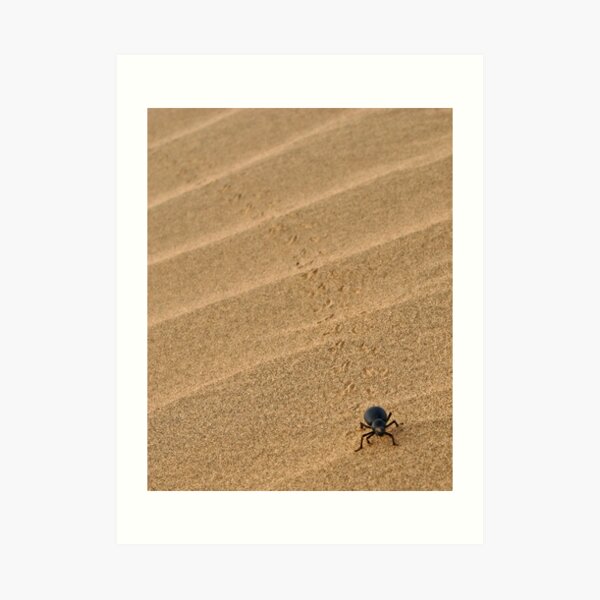 Dung Beetle, Thar Desert, Rajasthan, India Art Print