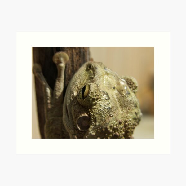 Froggy Mc Toaderson Art Print