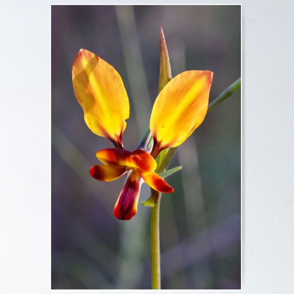 Donkey Orchid - Diuris orientis Poster