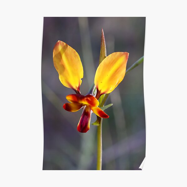 Donkey Orchid - Diuris orientis Poster