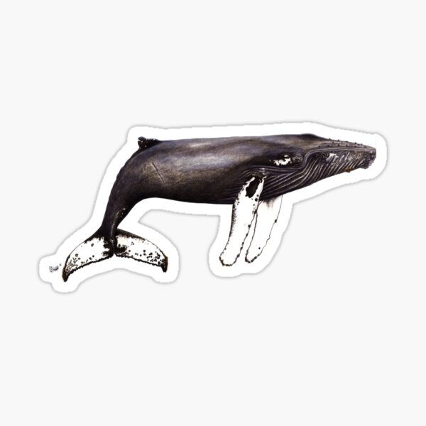 Vinyl Sticker Decal Humpback Whale Spirit Animal Vehicle Sticker Wall ...