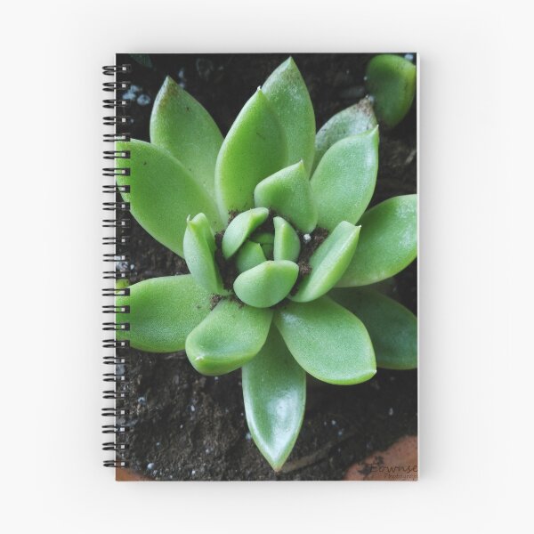 Item preview, Succulent designed and sold by steampunklizard.