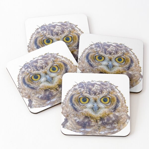 Item preview, Canadian Horned owl chick look at those eyes designed and sold by Dalyndigital Photography.