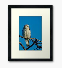 Juvinile Black-shouldered Kite Framed Print