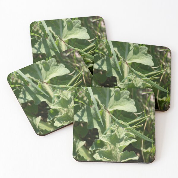 Item preview, Acrida ungarica designed and sold by Mythos57.